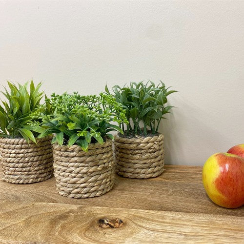 A Set Of Three Rope Effect Pots And Artificial Succulents-Ornamental Plant-Geko-AfiLiMa Essentials