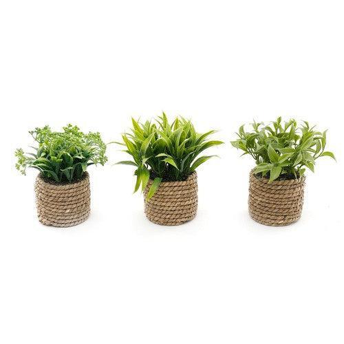 A Set Of Three Rope Effect Pots-Ornamental Plant-AfiLiMa Essentials