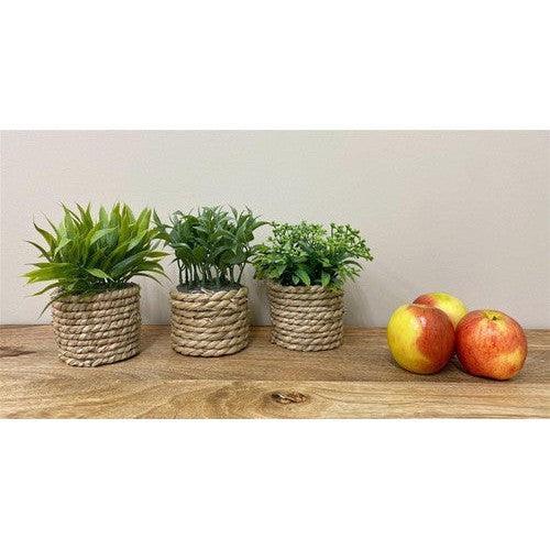 A Set Of Three Rope Effect Pots-Ornamental Plant-AfiLiMa Essentials